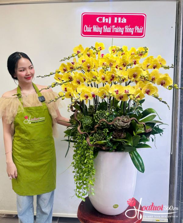 hậu lan hồ điệp vàng - Hoàng kim khai lộc