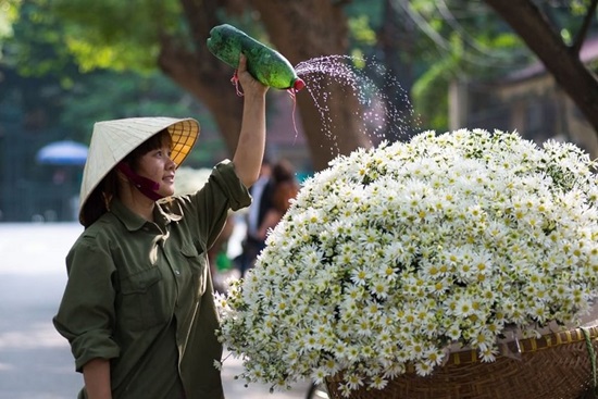 Cứ đầu tháng 12 cúc hoa mi đổ bộ về Sài Gòn
