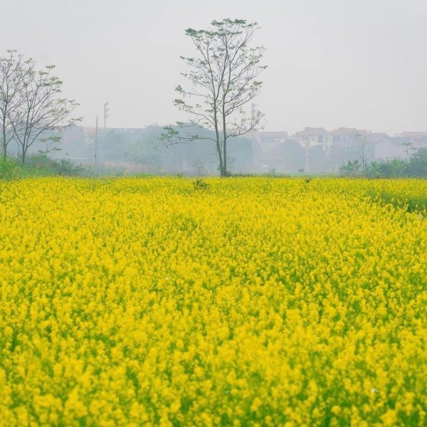 Cánh đồng hoa cải vàng