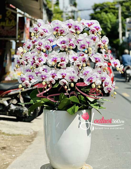 Chậu lan hồ điệp đột biến - Cầu vạn điều may