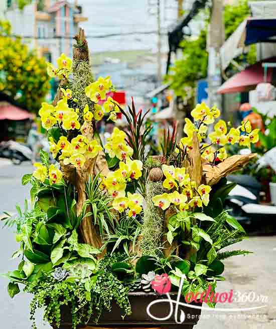 Lan hồ điệp vàng ghép gỗ lũa - Tinh hoa rạng ngời