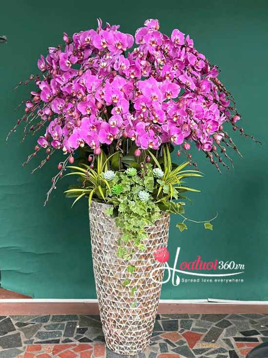 Chậu lan hồ điệp đột biến - Vững vàng trọn đời