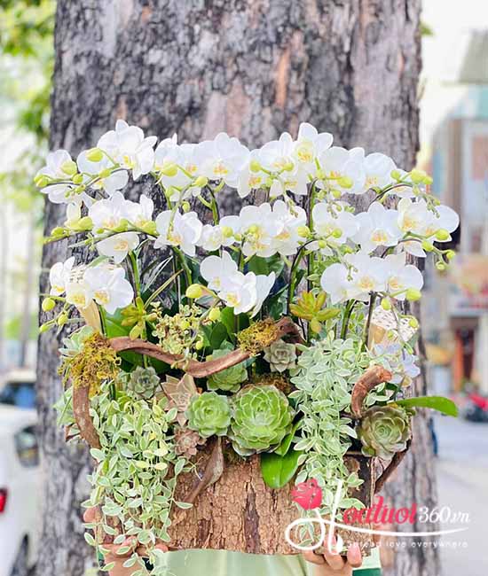 Chậu lan hồ điệp mini - Tương lai thăng hoa