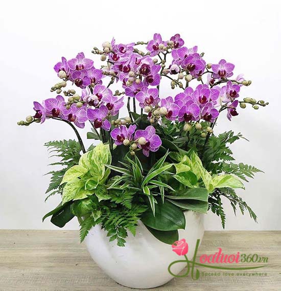 Chậu lan hồ điệp mini - Tỏa sáng ngọt ngào