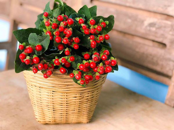 Các chăm sóc hoa chuỗi ngọc đỏ tươi lâu