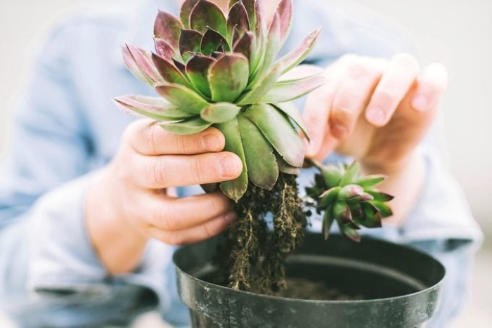 Cách chọn sen đá khoẻ mạnh để trồng là quan sát màu sắc bộ rễ