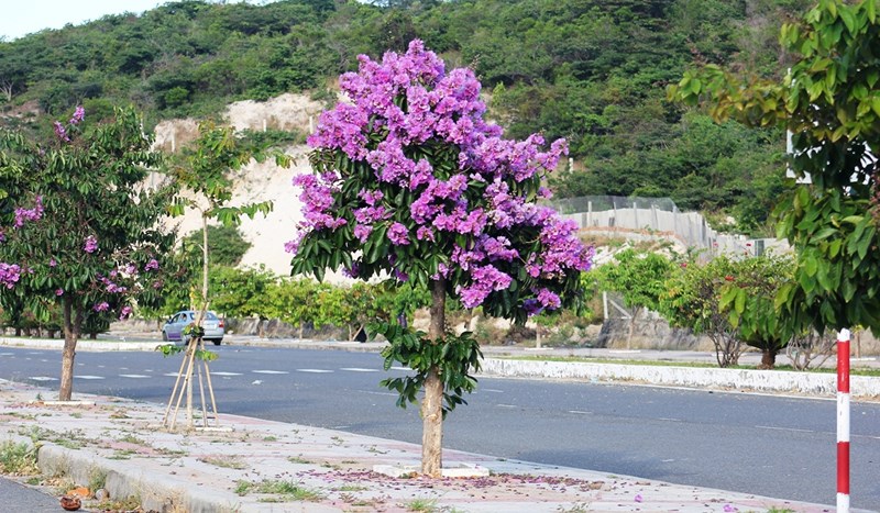 cách trồng hoa bằng lăng tím