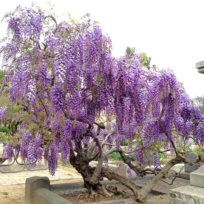 Cây tử đằng bonsai nở rộ những chùm hoa rực rỡ