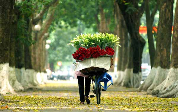 Gánh hoa loa kèn khoe sắc giữa phồ Hà Nội