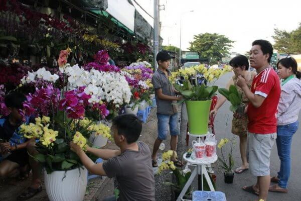 hoa lan hồ điệp được nhiều người lựa chọn trưng ngày tết