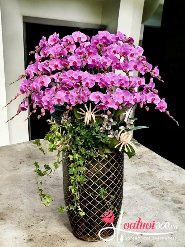 Chậu lan hồ điệp hồng - Vũ khúc mùa xuân