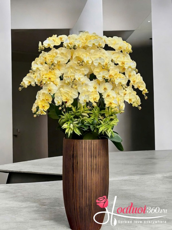 Chậu lan hồ điệp vàng - Phú quý kim lan