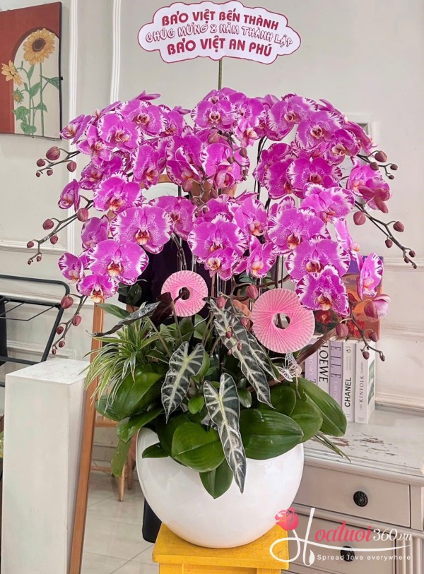 Chậu lan hồ điệp đột biến - Thịnh vượng vạn niên