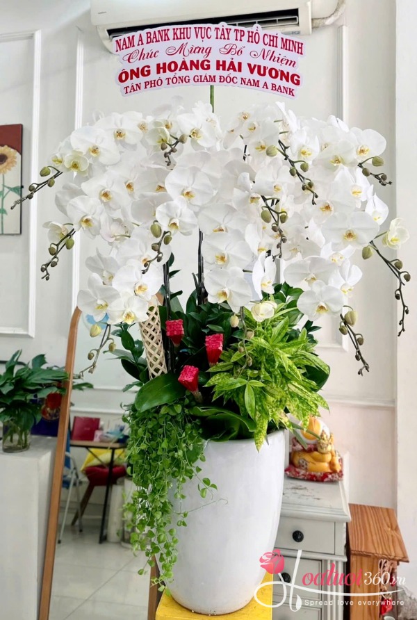 Chậu lan hồ điệp trắng - Bạch ngọc như ý