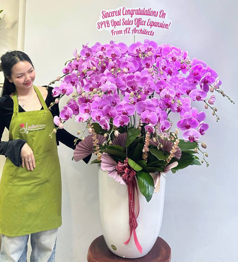 Lan hồ điệp khai trương màu tím nhẹ nhàng, sang trọng