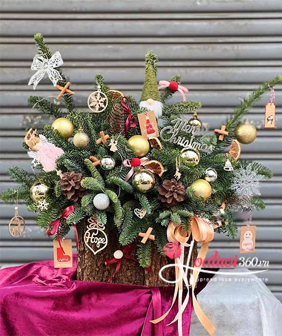 Cây thông Noel - Cùng đón an lành