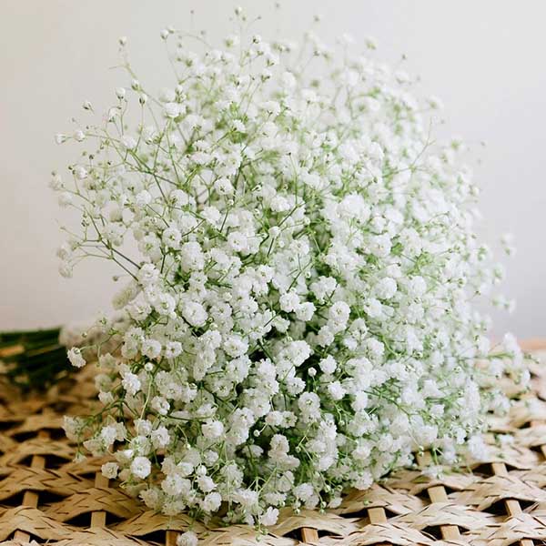 Bí quyết bảo quản bông bi trắng khô