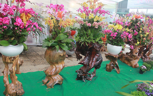 Hoa địa lan