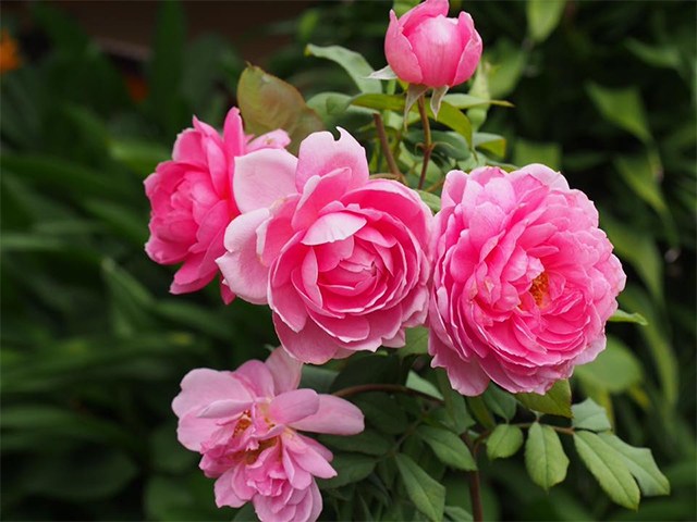 Hoa Huntington khoe sắc bên vườn hồng