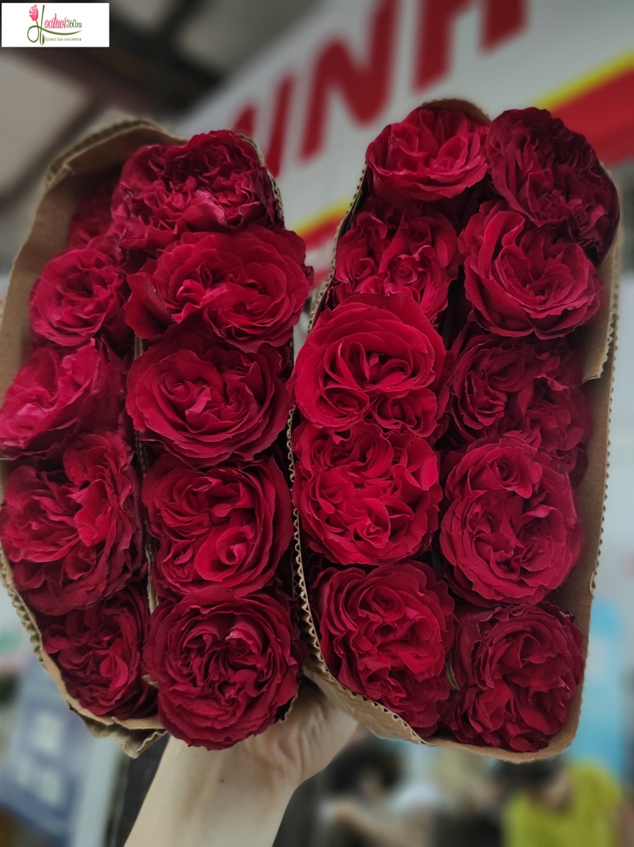 Những bó hoa Red Ohara được nhập khẩu trực tiếp