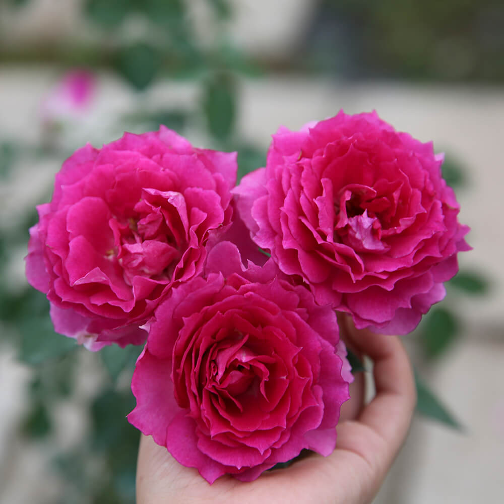 Bông hoa hồng tím nở rực rỡ