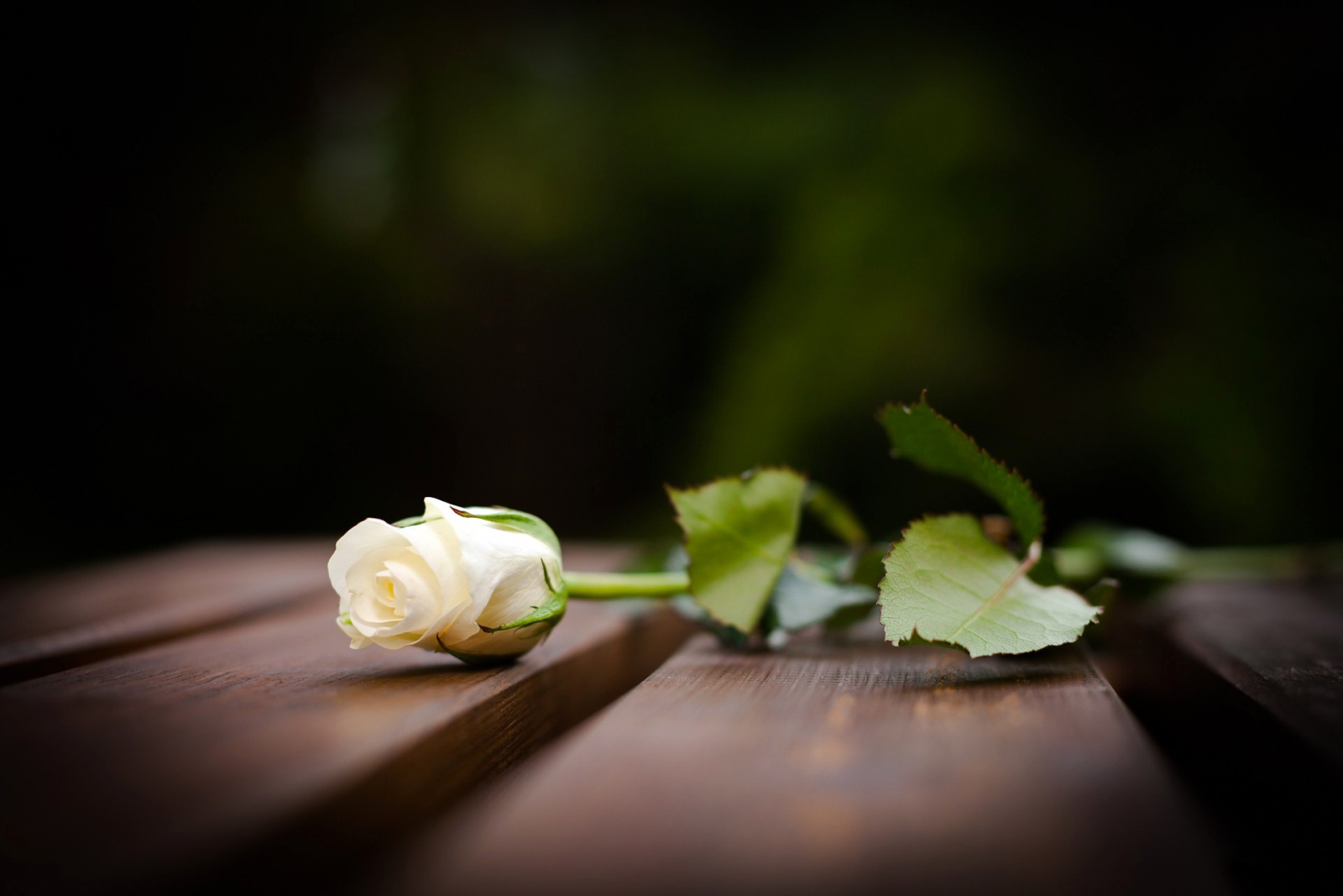 Hoa hồng trắng, dành cho những lễ giáo hay đám tang. Trắng biểu hiện sự dịu dàng và trong trắng cho thấy sự sạch sẽ, tinh khiết. Những bông hoa trắng còn mang thông điệp \
