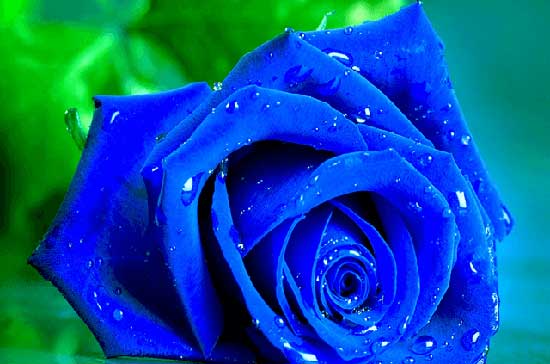 Ý nghĩa số lượng hoa hồng xanh