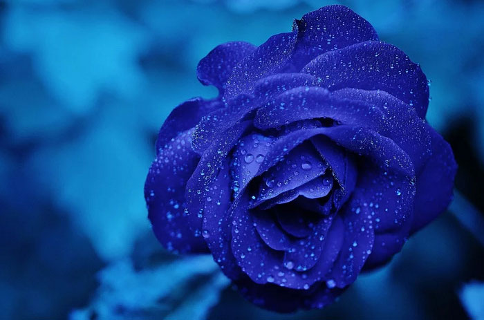 Hoa hồng xanh đẹp lộng lẫy trong sương