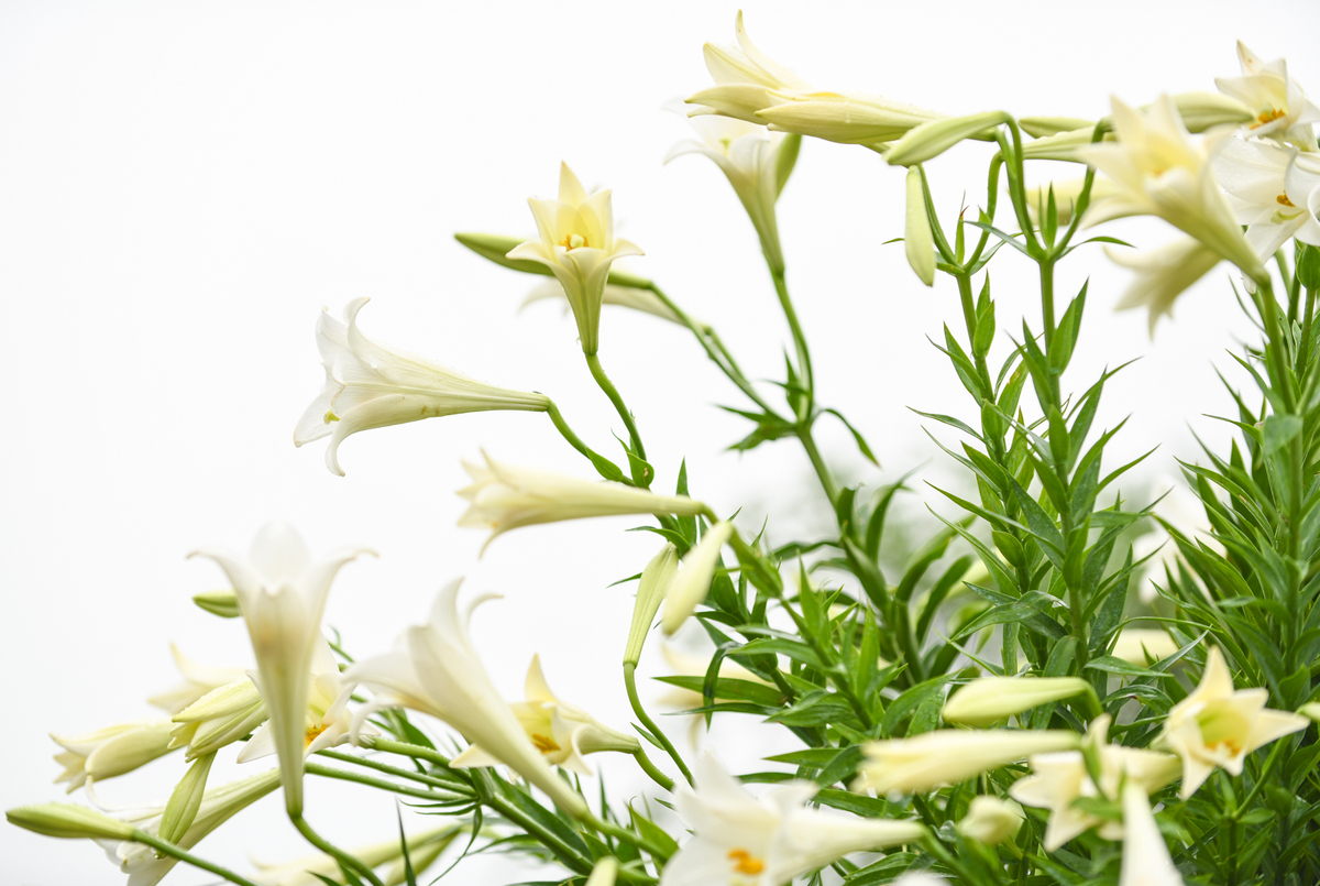 Hoa loa kèn bung nở với sắc trắng tinh khôi