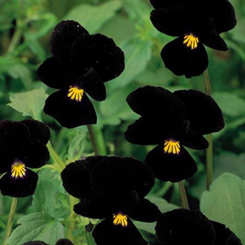 hoa păng xê đen đẹp mắt