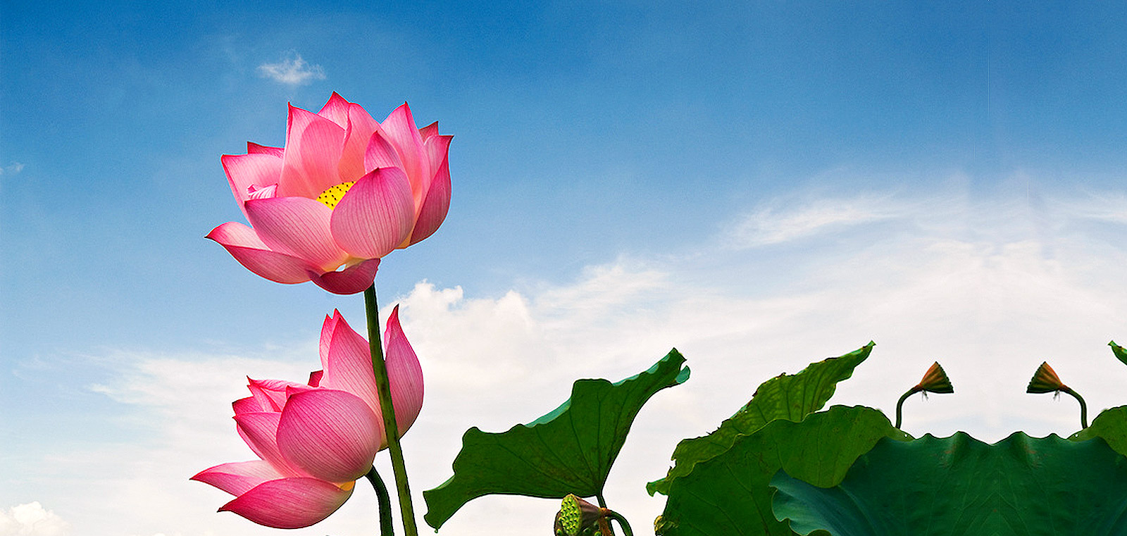 Hoa sen – biểu tượng của Phật giáo