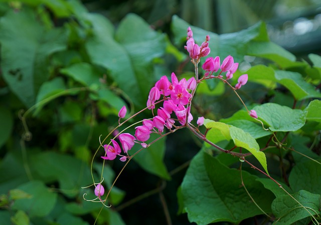 Hoa Tigon loài hoa có hình trái tim tuyệt đẹp