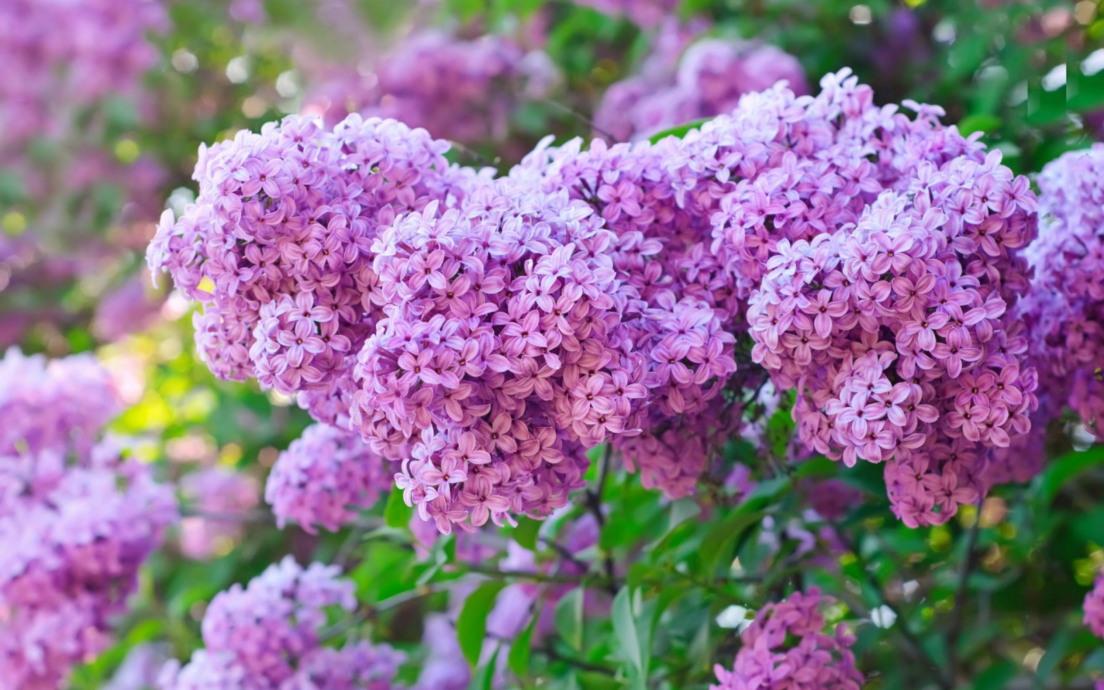 Hình ảnh hoa tử đinh hương đẹp nhất | Hoa tử đinh hương, Cây cối, Bụi cây