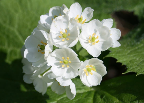 Bông hoa khung xương nở thành cụm trắng như ngọc trai
