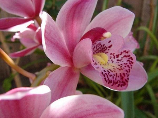 Loài lan: Đếm từng cánh hoa và nhìn tới hình dáng độc đáo của loài lan này. Loài này có thể đem lại cho bạn sự ngưỡng mộ với vẻ đẹp độc đáo và sự tinh tế của nó.