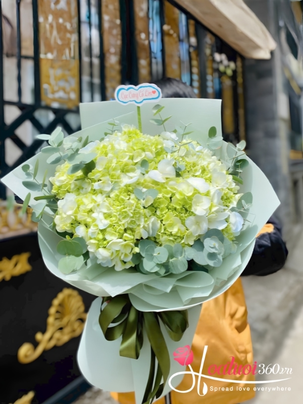 Bó cẩm tú cầu xanh - Chút ngại ngùng