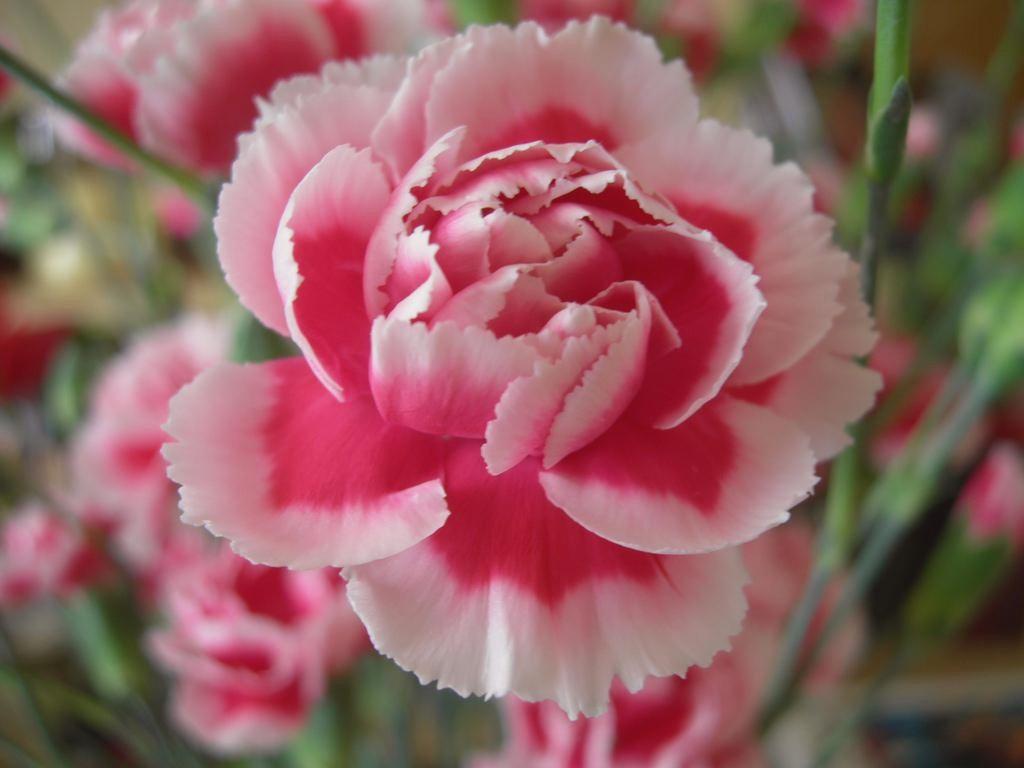 Truyền thuyết cảm động về loài hoa cẩm chướng