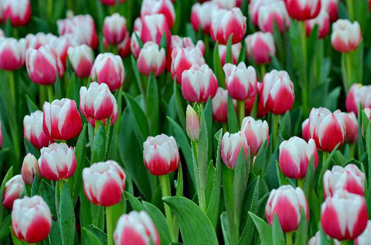 Ý nghĩa vẻ đẹp hoa tulip hồng