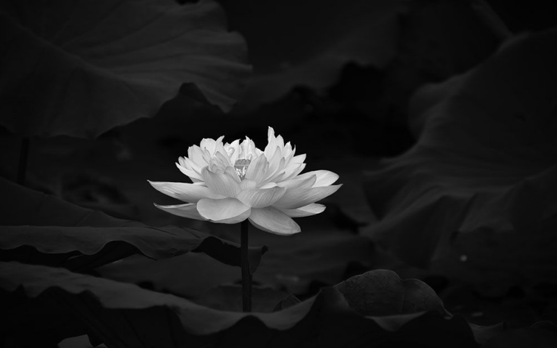 Thay hình đại diện hoa sen trắng đám tang 