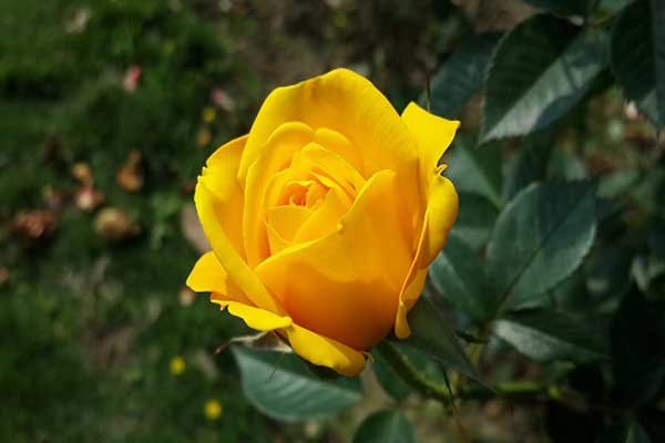 Ý nghĩa bó hoa hồng vàng 1 bông dịu dàng
