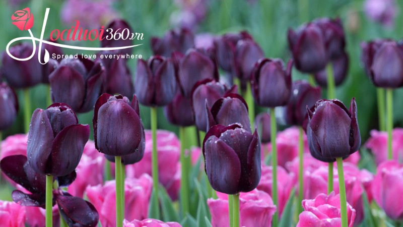 Ý nghĩa hoa tulip màu tím than