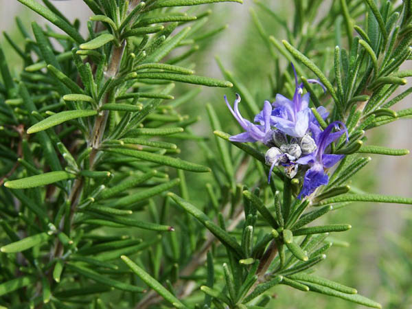 Cây Hương Thảo có tên tiếng anh là  Rosmarinus officinalis L.